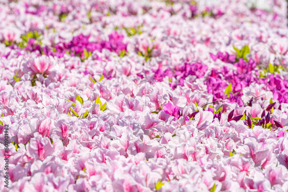 満開の色とりどりなツツジの花 満開の色とりどりなツツジの花