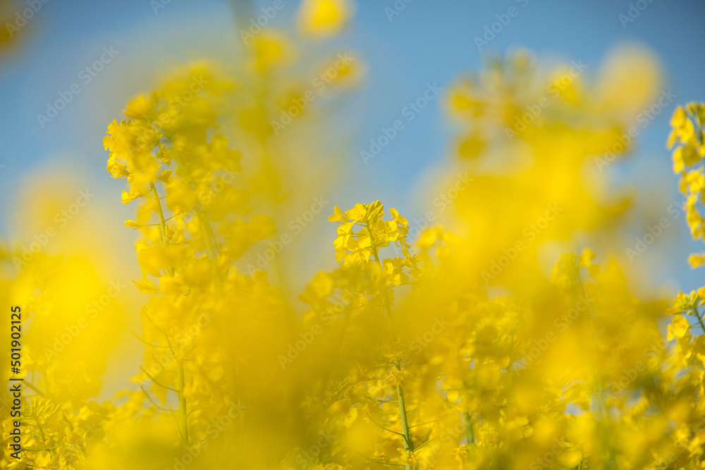 Rapsblüte Rapsblüte
