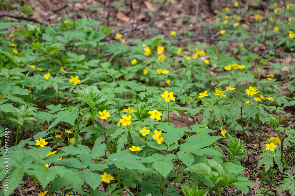 Beautiful view of yellow flowers and green leaves Beautiful view of yellow flowers and green leaves