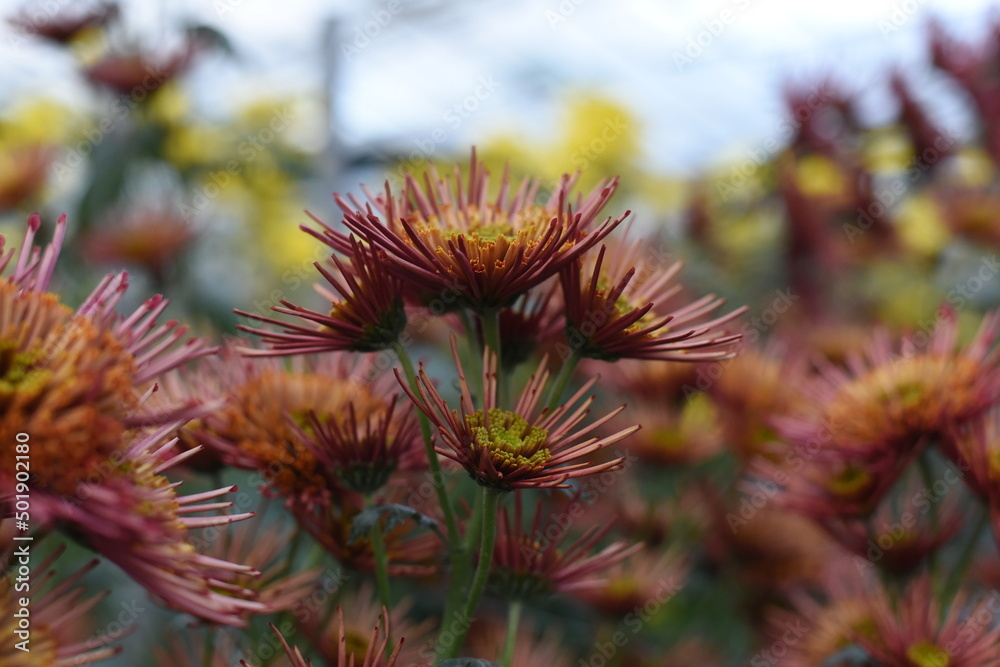 Annecy Red chrysanthemums on a blurry background closeup. Beautiful bright red yellow chrysanthemums bloom in autumn in the garden. Annecy Red chrysanthemums on a blurry background closeup. Beautiful bright red yellow chrysanthemums bloom in autumn in the garden.