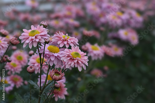 Chrysanthemums blossom in the autumn garden. Background with gentle pink chrysanthemums. Closeup of chrysanthemum flowers horizontally.