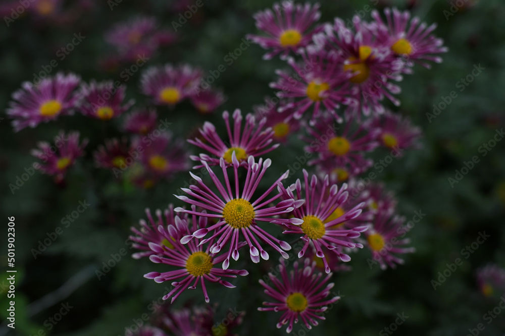 Lilac chrysanthemums on a blurry background closeup. Beautiful bright chrysanthemums bloom in autumn in the garden.