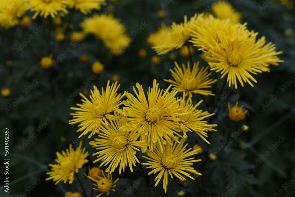 Background with bright yellow chrysanthemums. Closeup of chrysanthemum flowers horizontally. Background with bright yellow chrysanthemums. Closeup of chrysanthemum flowers horizontally.