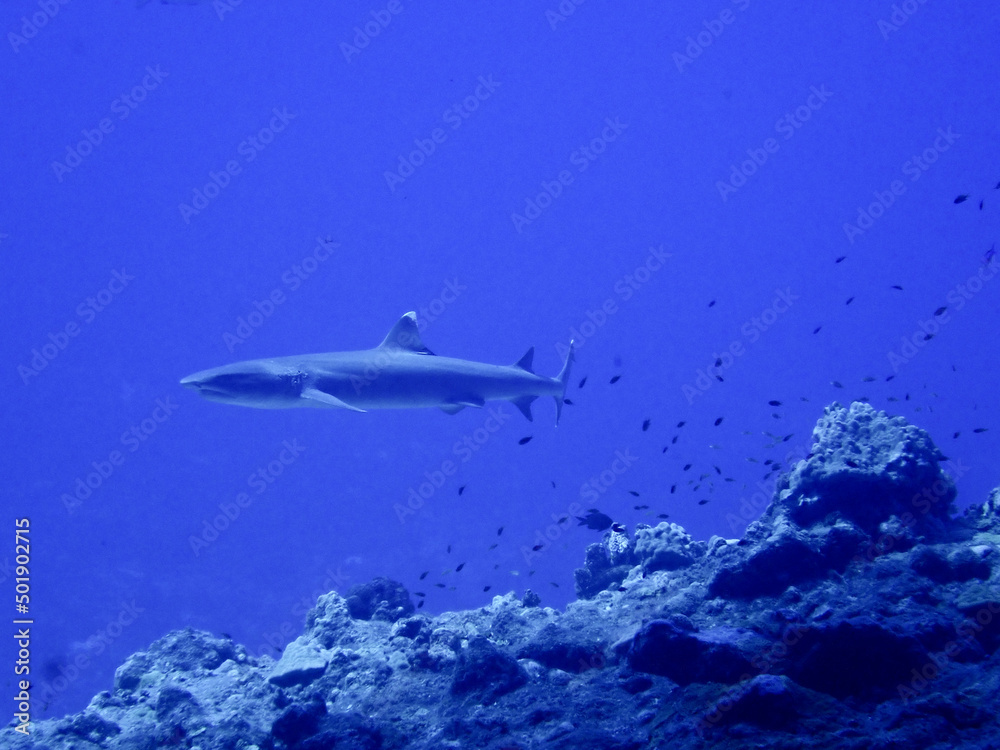 Obraz premium Shark in Saipan underwater sea