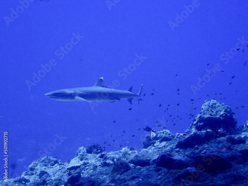 Shark in Saipan underwater sea