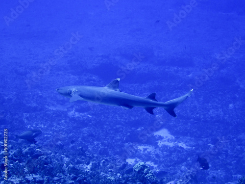 Wallpaper Mural Shark in Saipan underwater sea Torontodigital.ca