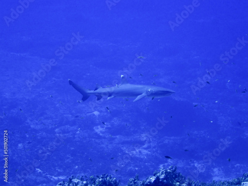 Shark in Saipan underwater sea
