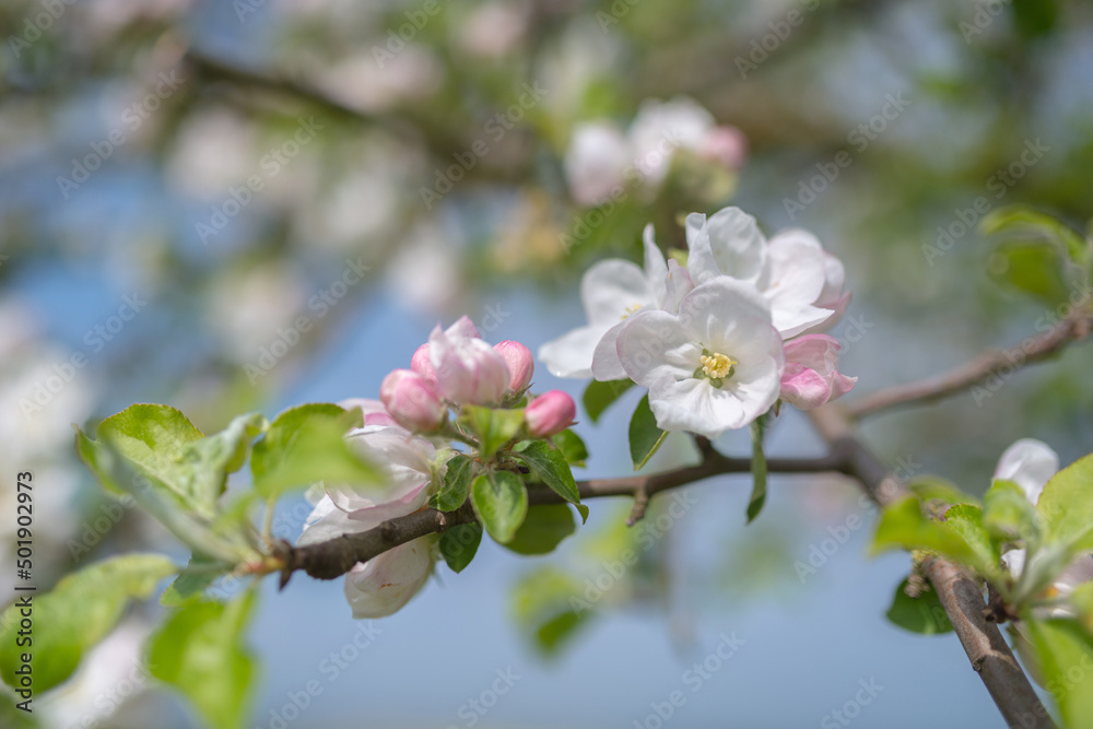 Apfelbaumblüte Apfelbaumblüte
