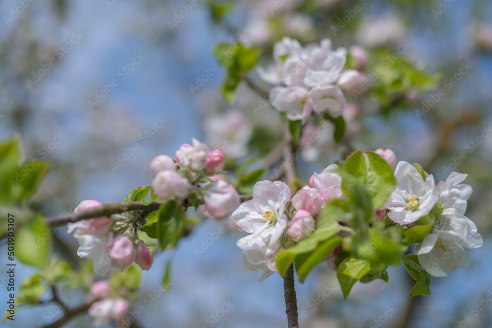 Apfelbaumblüte Apfelbaumblüte