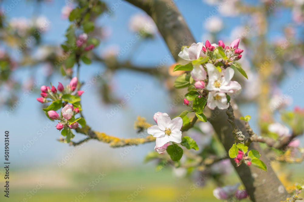 Apfelbaumblüte Apfelbaumblüte
