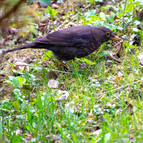 Wallpaper Mural Amsel mit großem Wurm im Schnabel Torontodigital.ca