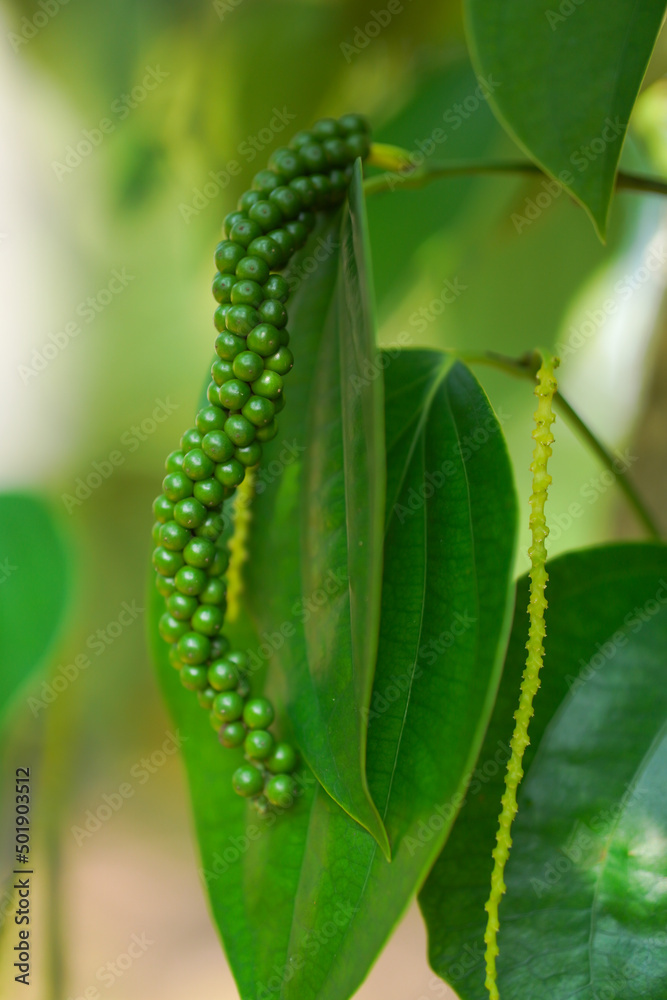 Fresh green peppers, (Piper nigrum), unripe, tree, leafy, natural, tropical, medicinal, and edible, taken at close range. Fresh green peppers, (Piper nigrum), unripe, tree, leafy, natural, tropical, medicinal, and edible, taken at close range.