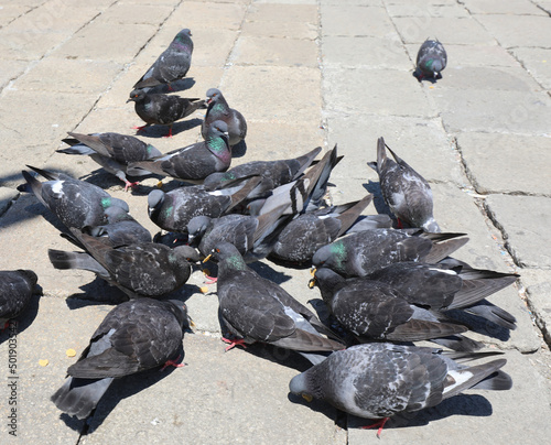 group of pigeons in the square as they peck at the bread crumbs