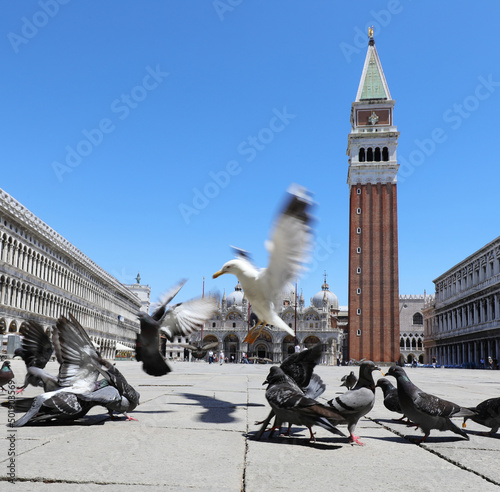 flying seagull landing among the pigeons in the Saint Mark Square in Venice in Italy in Europe photo