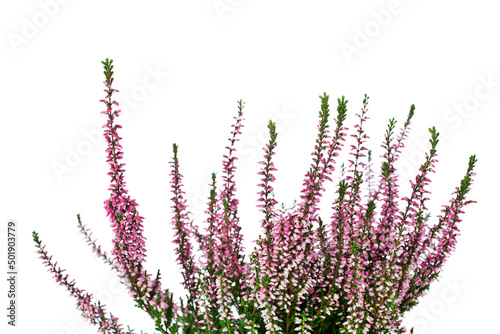 Obraz na plátně Heather with pink flowers isolated on a white background.