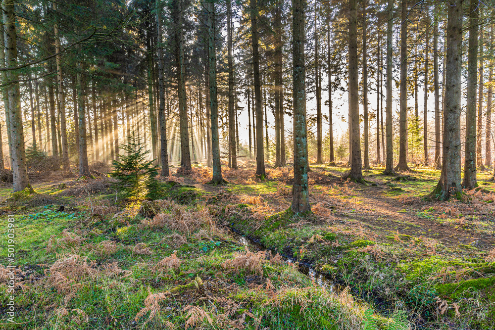 Obraz premium Winter in the Forest of Dean - Early morning mist near Ruspidge, Gloucestershire, England UK