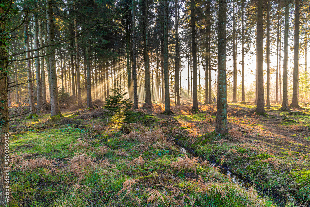 Winter in the Forest of Dean - Early morning mist near Ruspidge, Gloucestershire, England UK Winter in the Forest of Dean - Early morning mist near Ruspidge, Gloucestershire, England UK