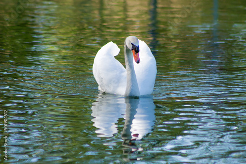 Fototapeta Naklejka Na Ścianę i Meble -  cygne sur l'eau