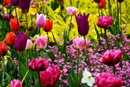 Botanischer Garten in G  tersloh in NRW  buntes Blumenbeet mit Flattergras  Kaiserkronen  Tulpen  Vergissmeinnicht  G  nsebl  mchen und Narzissen