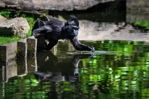 Celebes crested macaque touching water at the bank side