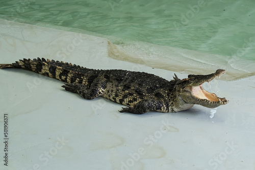 Crocodiles show  Wildlife crocodile isolated on white background with clipping path  American Alligator in front of a white background  crocodile big  Crocodylus siamensis .