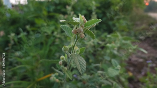 flowers in the garden