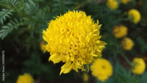 close up of yellow flower