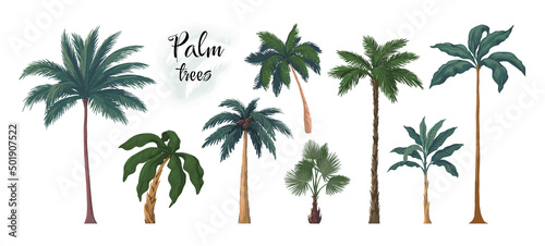 Foto Palm tree