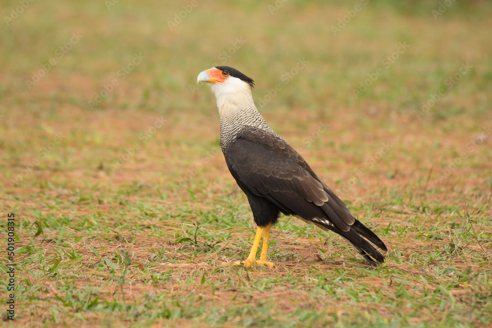 Brazilian Savannah Bird
This bird is very rare in Brazilian Savannah Brazilian Savannah Bird
This bird is very rare in Brazilian Savannah