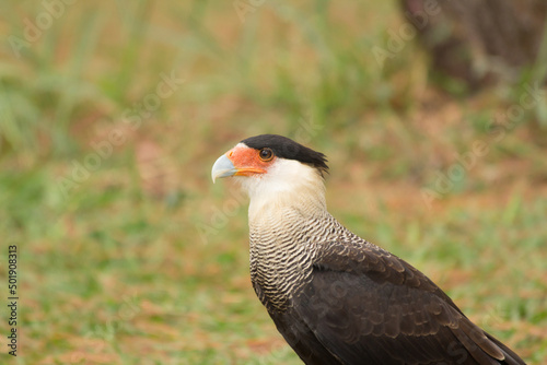 Brazilian Savannah Bird This bird is very rare in Brazilian Savannah