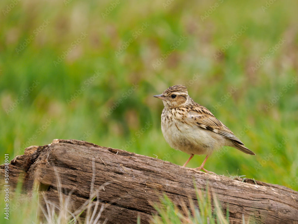 Fototapeta premium Woodlark, Lullula arborea,
