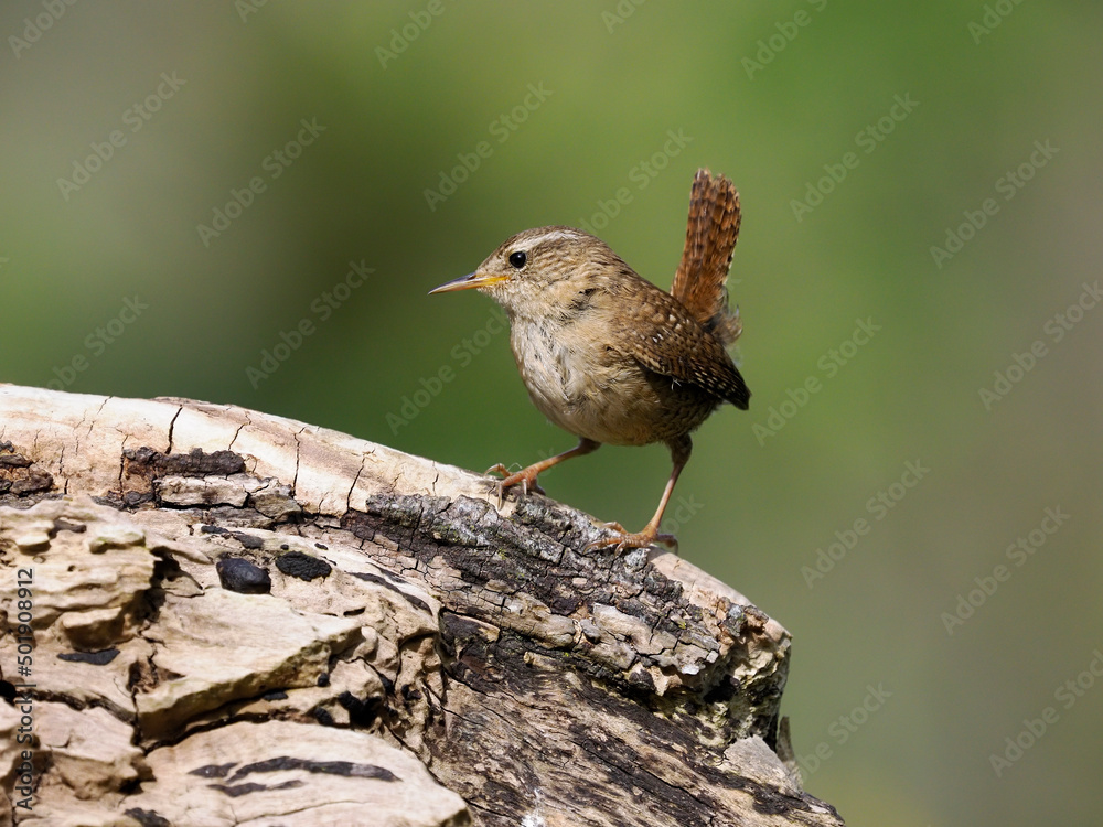 Wren, Troglodytes troglodytes Wren, Troglodytes troglodytes