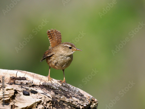 Wren, Troglodytes troglodytes