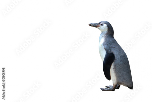 Panguin isolated on white background.