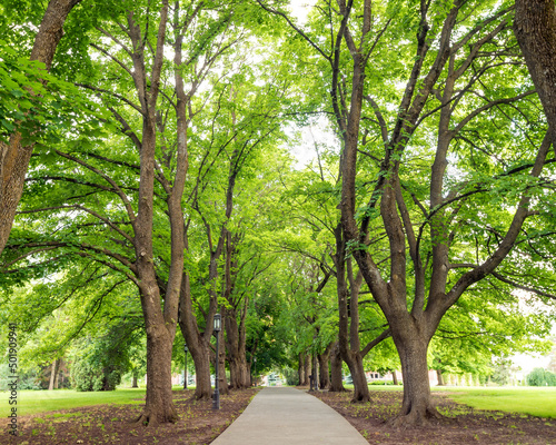 Photography Side walk on a university campus leads under a canopy of trees