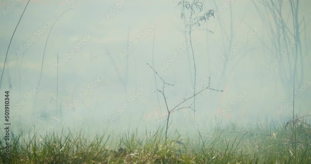 Cinematic establishing shot of a wildfire spreading through lush green forest. Closeup view. Climate change. Natural disaster. 4K. Cinematic establishing shot of a wildfire spreading through lush green forest. Closeup view. Climate change. Natural disaster. 4K.