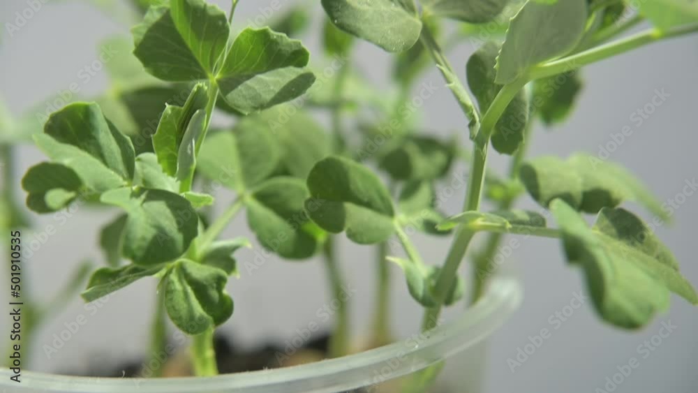 Fresh pea microgreen sprouts isolated on white background growing in the ground. Pea microgreens in a glass. home gardening. Healthy food. Fresh pea microgreen sprouts isolated on white background growing in the ground. Pea microgreens in a glass. home gardening. Healthy food.
