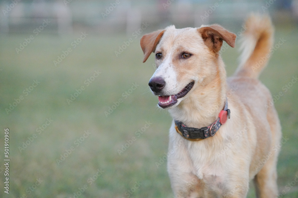 a local dog in the farm