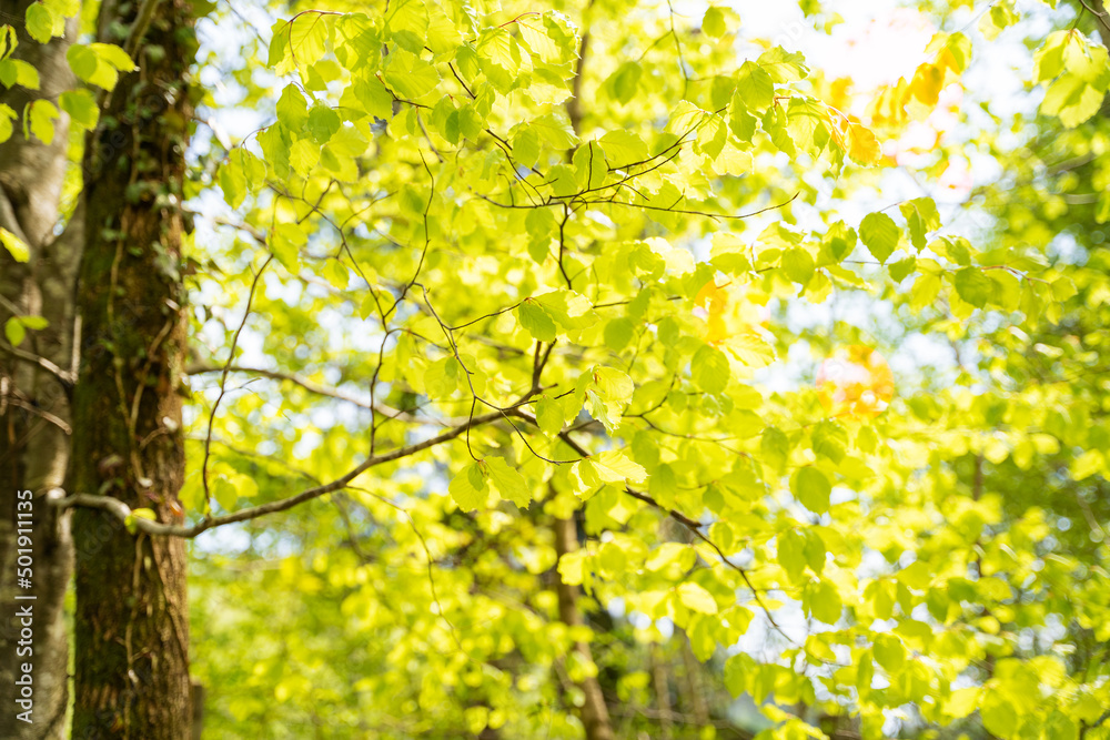 Frisch-grüne Blätter des Laubbaums im Gegenlicht