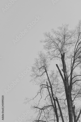 Black and white trees with negative space (ID: 501911320)