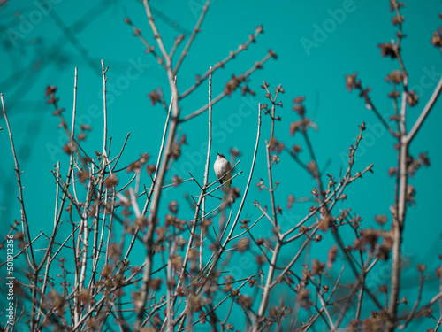 bird in a tree 1