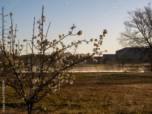 Flowering tree at sunrise