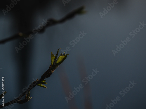 Buds of a tree