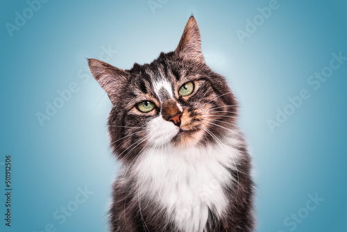 Portrait chat mignon adulte qui regarde sur le côté poil long angora tigré et blanc yeux verts
