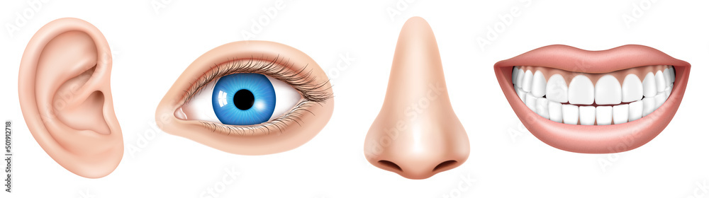 Realistic Human face parts or sensory organs set. Body parts Eye, Ear, Nose, Lip Vector isolated. Educational anatomy visual aid poster template.Human biology, organs anatomy. Realistic Human face parts or sensory organs set. Body parts Eye, Ear, Nose, Lip Vector isolated. Educational anatomy visual aid poster template.Human biology, organs anatomy.