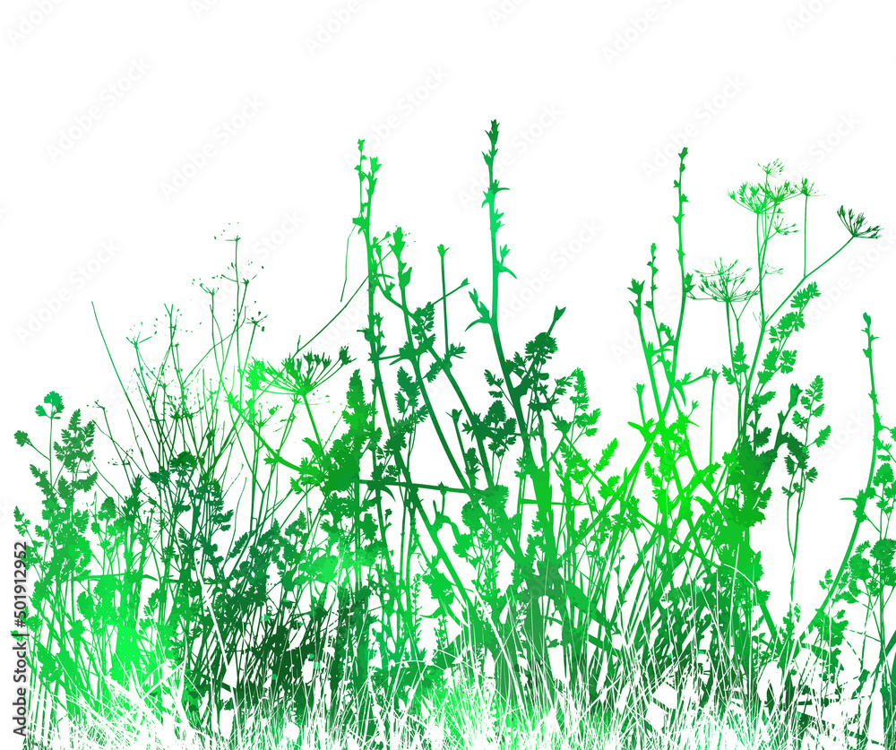 Obraz premium Green Grass With Flowers Isolated On White Background, Vector Illustration