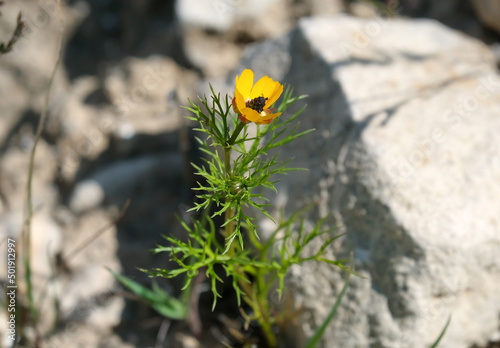 Foto Blooming Adonis Summer (lat. - Adonis aestivalis)