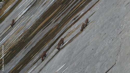 Alpine ibexes climb the steep walls of the Barbellino dam to lick the saltpetre, an efflorescence that forms on concrete buildings. Orobie alps. Italian alps. Wonders of nature
