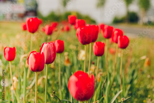 Cluster of colorful red tulips in a field
