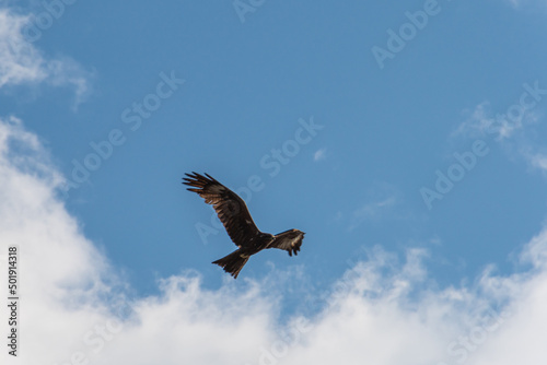 Flight of eagle in blue sky. Symbol of freedom. Wild bird hovers on currents of air.
